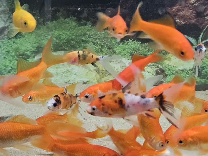 Carter's Aquatics & Pets Picture 10