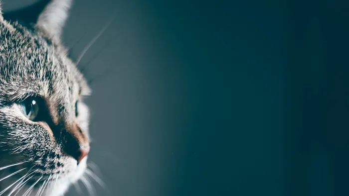 Steff's Pets Picture 3