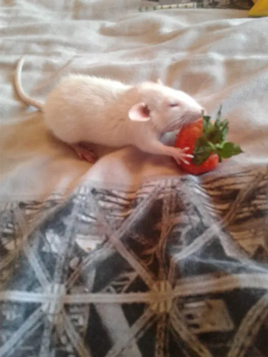 Pets at Home Blackburn Picture 8