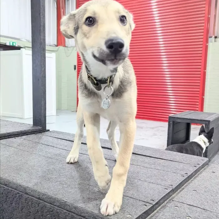 Barks Allowed Picture 1