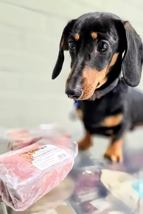 Barks Allowed Picture 6