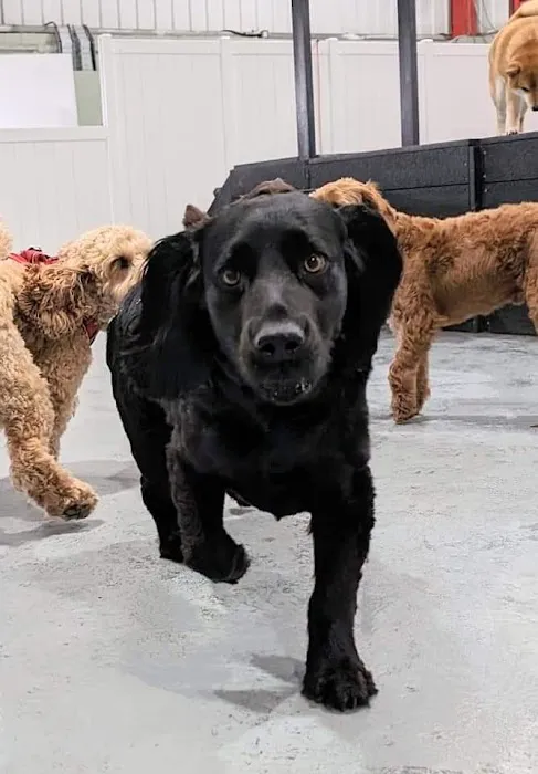 Barks Allowed Picture 7