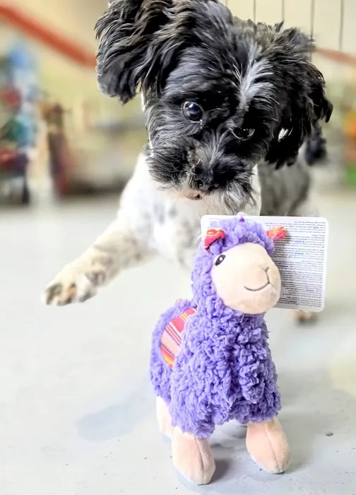 Barks Allowed Picture 9