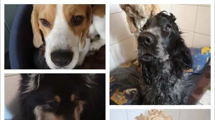 The Animal Garden Picture 3