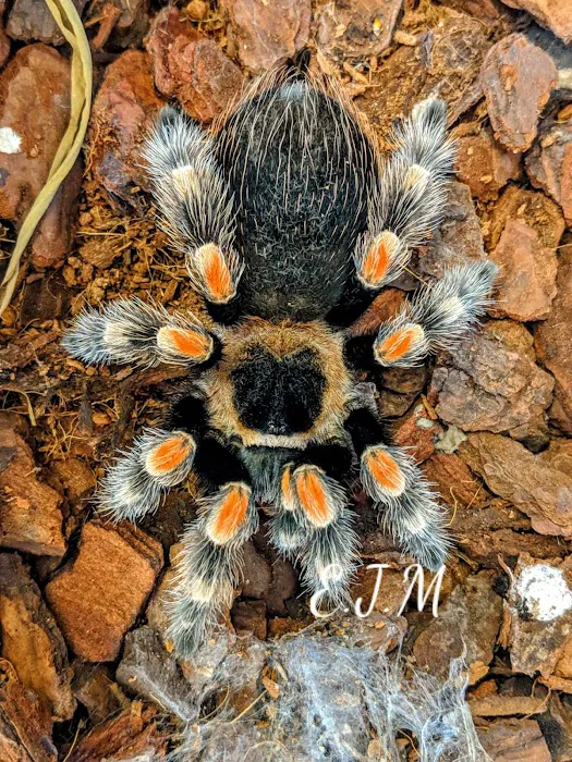 The Animal Garden Picture 8