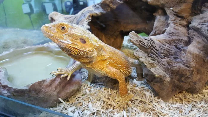 The Animal Garden Picture 6