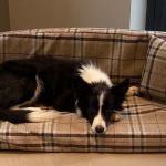 Pet Beds Direct
