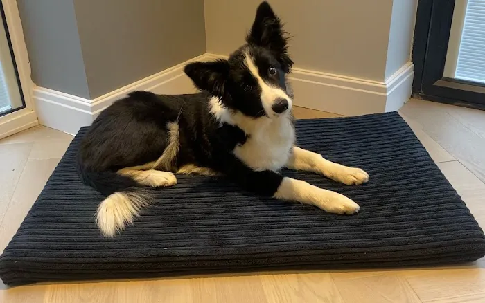 Pet Beds Direct Picture 2