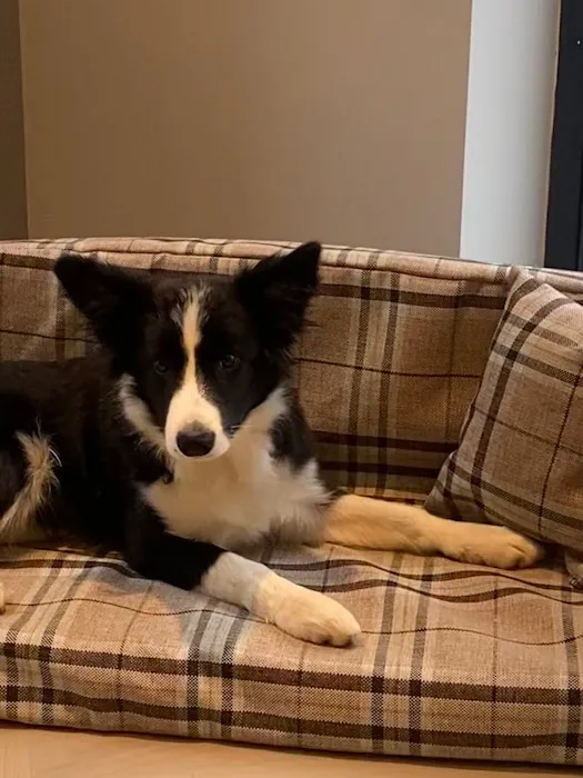 Pet Beds Direct Picture 5