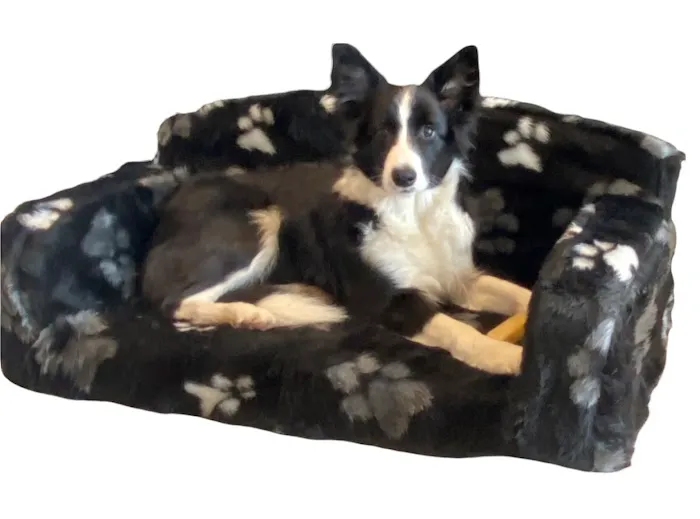 Pet Beds Direct Picture 7