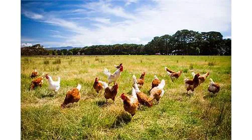 Poultry Health Services, Sheriff Hutton Picture 4
