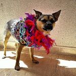 Battle Flatts Veterinary Clinic - Strensall