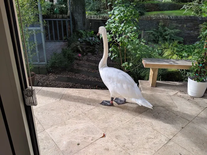 Yorkshire Swan Rescue Hospital Picture 3