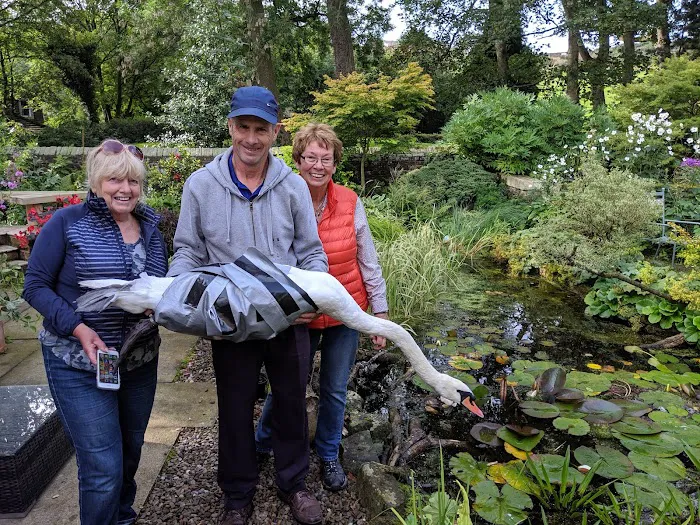 Yorkshire Swan Rescue Hospital Picture 1