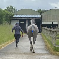 Station House Vets Small Animal & Equine Practice ico