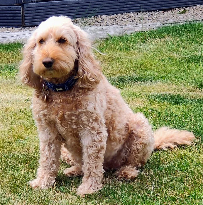 Howells Veterinary Services Ltd Picture 1