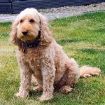 Howells Veterinary Services Ltd