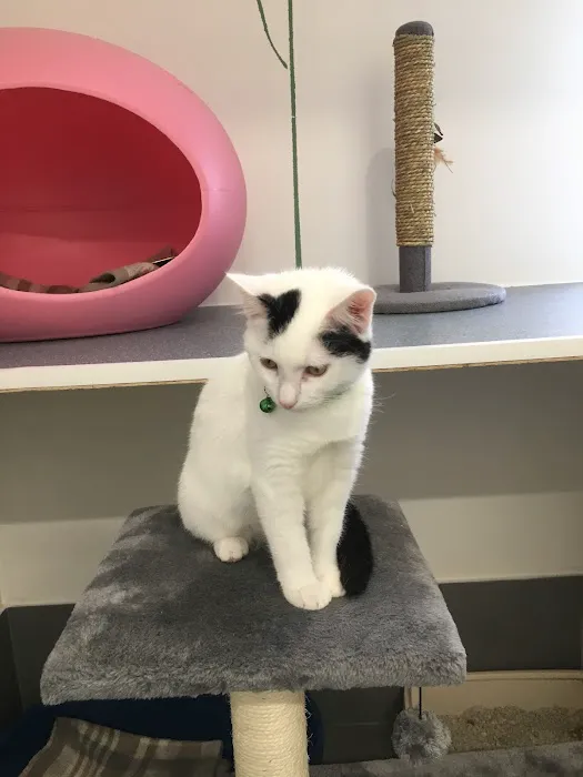 Hillcrest Cattery Picture 1