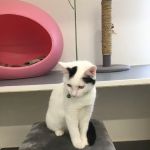 Hillcrest Cattery