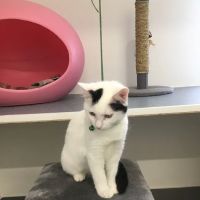 Hillcrest Cattery ico