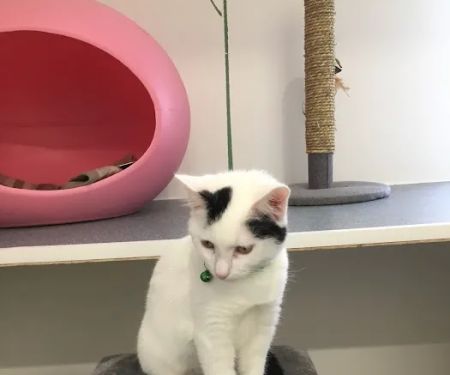 Hillcrest Cattery