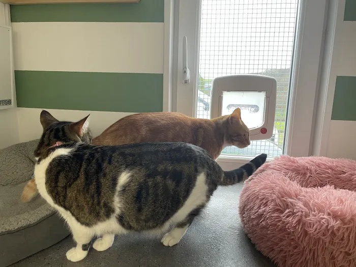 Hillcrest Cattery Picture 2