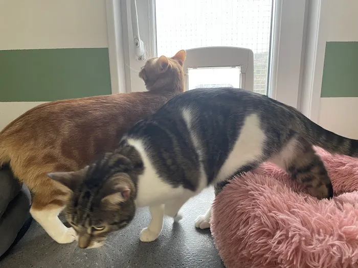 Hillcrest Cattery Picture 4