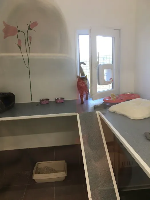 Hillcrest Cattery Picture 5