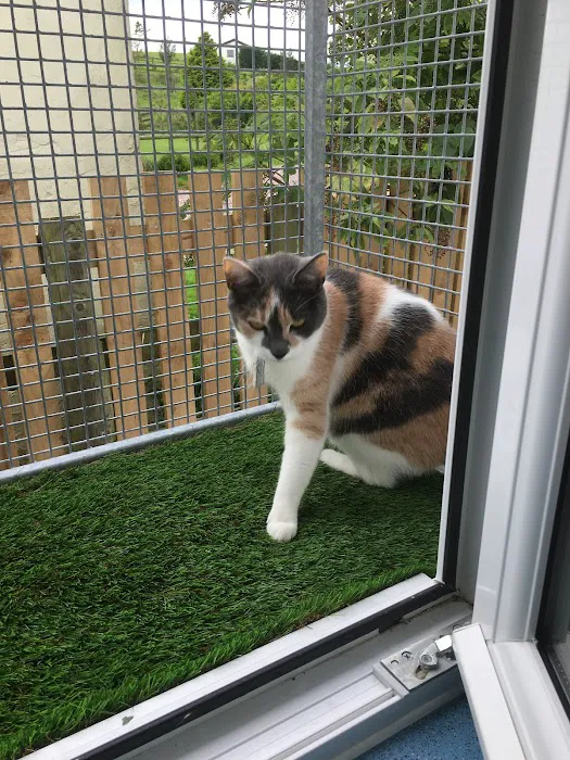 Hillcrest Cattery Picture 3