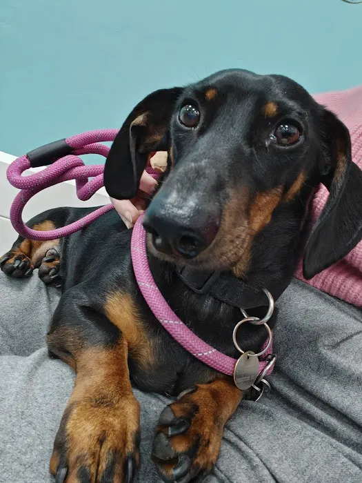 Animal Trust Vets CIC - Blackburn Picture 3