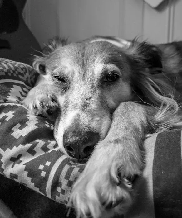 Animal Trust Vets CIC - Blackburn Picture 9