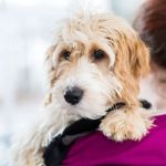 Myerscough Veterinary Group, Darwen
