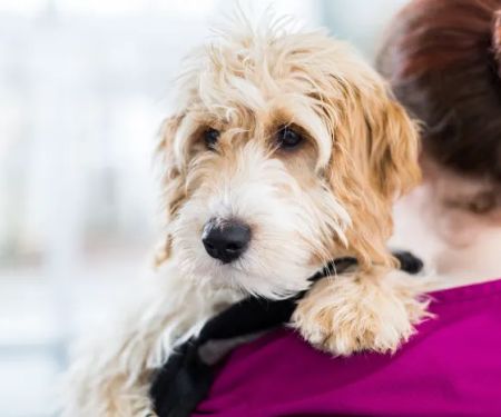 Myerscough Veterinary Group, Darwen