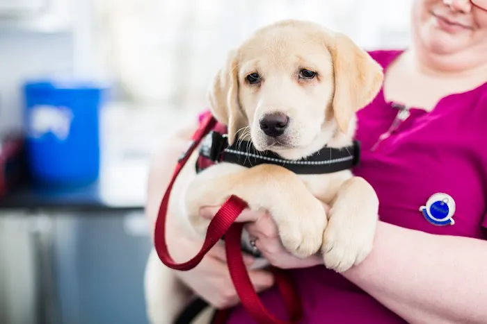 Myerscough Veterinary Group, Darwen Picture 3