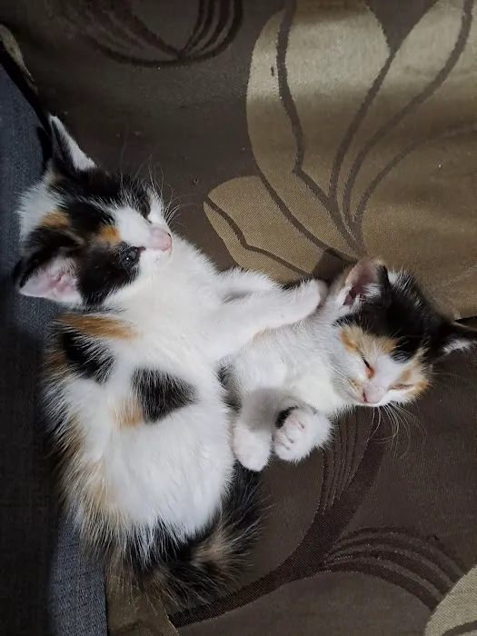 Pets at Home Bradford Idle Picture 5