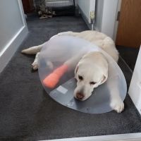 Pets at Home Bradford Idle ico