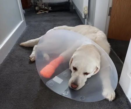 Pets at Home Bradford Idle