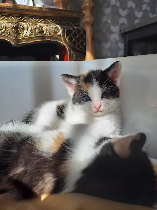 Pets at Home Bradford Idle Picture 2