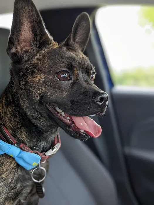 Pets at Home Bradford Idle Picture 9
