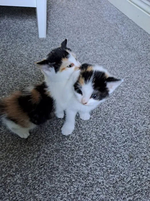 Pets at Home Bradford Idle Picture 7