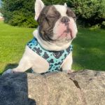 Vets for Pets - Blackburn