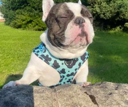 Vets for Pets - Blackburn