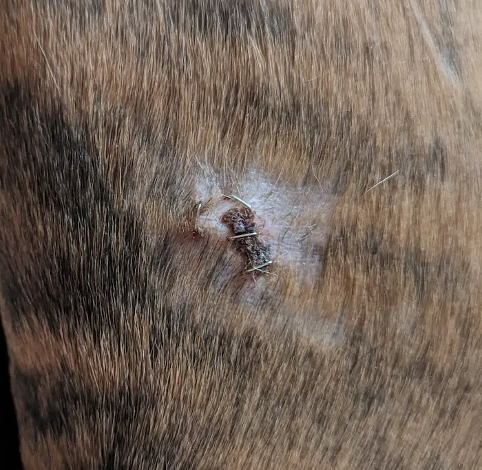 Vets for Pets - Blackburn Picture 4
