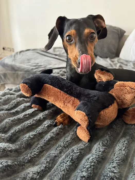 Pets at Home Meanwood Picture 1