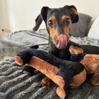 Pets at Home Meanwood ico