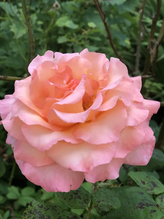 Pets at Home Meanwood Picture 7