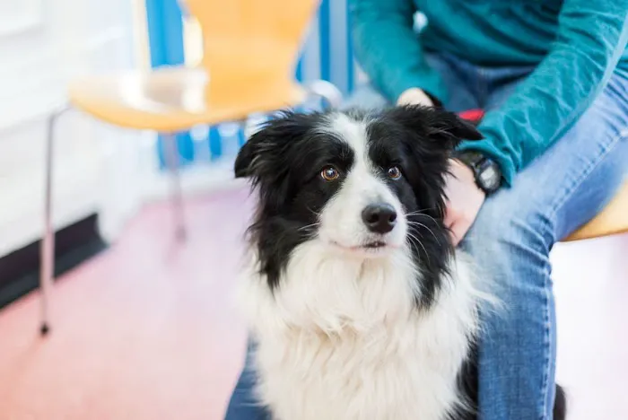 Myerscough Veterinary Group Blackburn Picture 7