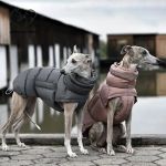YorkshirePetShop. Com