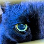 Rase Veterinary Centre - Nettleham