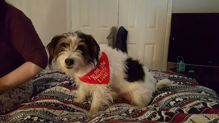The Pet Vet - Lincoln Picture 2